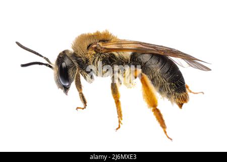 Insekten Europas - Bienen: Seitenansicht mit rotem Schwanz der weiblichen Andrena haemorrhoe (rotschoppige Sandbiene) isoliert auf weißem Hintergrund Stockfoto