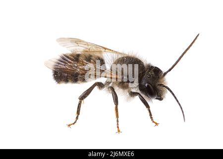 Insekten Europas - Bienen: Makro der männlichen Osmia bicornis-Rotmauerbiene (deutsche Rote Mauerbiene) isoliert auf weißem Hintergrund Stockfoto