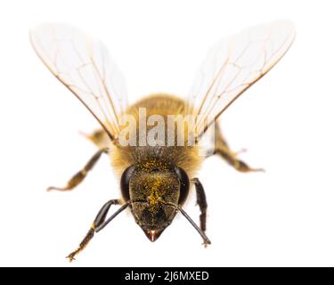 Insekten Europas - Bienen: Vorderansicht der westlichen Honigbiene oder der europäischen Honigbiene ( APIs mellifera) isoliert auf weißem Hintergrund mit ausgebreiteten Flügeln Stockfoto