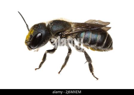 Insekten Europas - Bienen: Makro-Seitenansicht der weiblichen Osmia caerulescens-Blaumauerbiene (deutsche Stahlblaue Mauerbiene) isoliert auf weißem Hintergrund wi Stockfoto