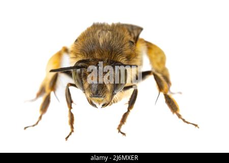 Insekten Europas - Bienen: Makro weiblicher Anthophora crinipes (Pelzbienen) isoliert auf weißem Hintergrund - Kopfdetails Stockfoto