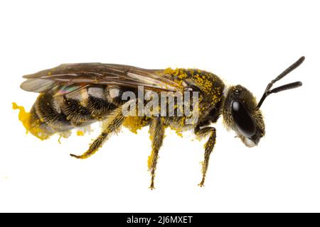 Insects of europe - Bienen: Seitenansicht-Makro der weiblichen süßen Biene ( Lasioglossum german Schmalbiene ) isoliert auf weißem Hintergrund mit Pollen überall Stockfoto