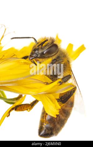 Insekten Europas - Bienen: Makro der europäischen Honigbiene ( APIs mellifera) isoliert auf weißem Hintergrund kletternd auf einer gelben Blume Stockfoto