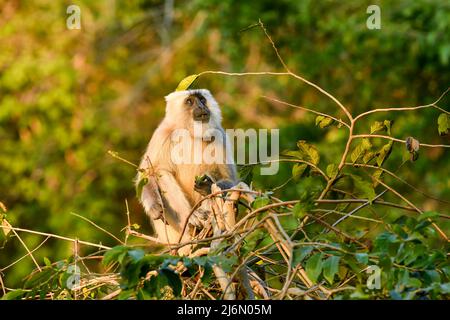 Himalayan Tarai grau langur oder nördlichen Ebenen grau langur in natürlichen grünen Hintergrund mit lustigen Ausdruck in jim corbett Nationalpark Wald indien Stockfoto