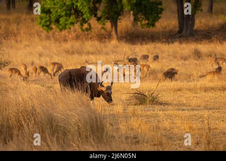 Gaur oder Indian Bison oder bos Gaurus ein gefährliches Tier oder Tier in der Landschaft oder Feld im Sommer Morgen Safari im bandhavgarh Nationalpark Wald indien Stockfoto