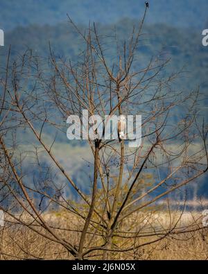 Der kleine Fischadler oder Icthyophaga humilis thront auf einem Baum in der Nähe des flusses ramganga auf natürlichem grünen Hintergrund in der dhikala-Zone des jim corbett-Nationalparks Stockfoto