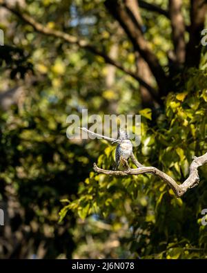 Eisvögel mit Haube oder Megaceryle lugubris, großes Vogelporträt oder Nahaufnahme auf natürlichem grünen Hintergrund in der dhikala-Zone des jim corbett-Nationalparks Stockfoto