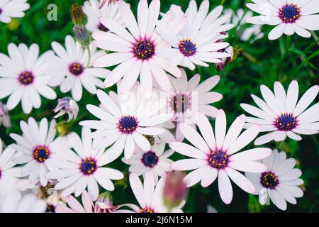 Hohe Ansicht eines frischen und lila Töne floralen Hintergrund Stockfoto