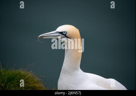 Europäische Gannet am Klippenrand Stockfoto