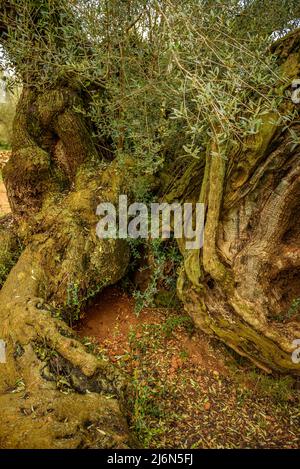 Finca de l'Arion alte tausendjährige Olivenbäume, in Ulldecona (Tarragona, Katalonien, Spanien) ESP: Olivos milenarios de la Finca de l'Arion en Ulldecona Stockfoto