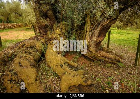 Finca de l'Arion alte tausendjährige Olivenbäume, in Ulldecona (Tarragona, Katalonien, Spanien) ESP: Olivos milenarios de la Finca de l'Arion en Ulldecona Stockfoto