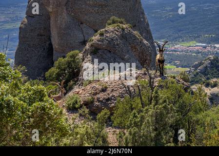 Iberische Steinböcke (Capra pyrenaica) im Montserrat (Barcelona, Katalonien, Spanien) ESP: Cabra montés en la Montaña de Montserrat, Cataluña España Stockfoto
