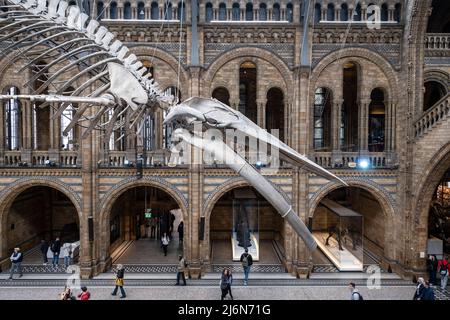 Besucher unter dem hängenden Skelett eines Blauwals in der Hintze Hall, dem Haupteingang im Atrium des Natural History Museum am 27.. April 2022 in London, Großbritannien. Das Museum zeigt eine große Auswahl an Exemplaren aus verschiedenen Teilen der Naturgeschichte. Das Museum beherbergt Lebens- und erdwissenschaftliche Exemplare mit rund 80 Millionen Objekten aus fünf Hauptsammlungen: botanik, Entomologie, Mineralogie, Paläontologie und Zoologie. Das Museum ist ein Forschungszentrum, das sich auf Taxonomie, Identifikation und Konservierung spezialisiert hat. Stockfoto