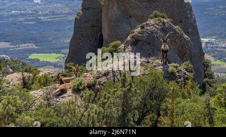 Iberische Steinböcke (Capra pyrenaica) im Montserrat (Barcelona, Katalonien, Spanien) ESP: Cabra montés en la Montaña de Montserrat, Cataluña España Stockfoto