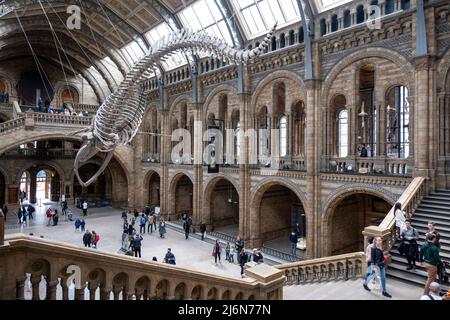 Besucher unter dem hängenden Skelett eines Blauwals in der Hintze Hall, dem Haupteingang im Atrium des Natural History Museum am 27.. April 2022 in London, Großbritannien. Das Museum zeigt eine große Auswahl an Exemplaren aus verschiedenen Teilen der Naturgeschichte. Das Museum beherbergt Lebens- und erdwissenschaftliche Exemplare mit rund 80 Millionen Objekten aus fünf Hauptsammlungen: botanik, Entomologie, Mineralogie, Paläontologie und Zoologie. Das Museum ist ein Forschungszentrum, das sich auf Taxonomie, Identifikation und Konservierung spezialisiert hat. Stockfoto