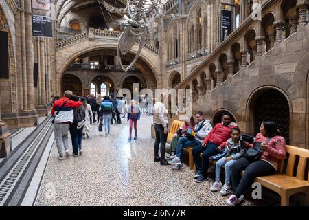 Besucher unter dem hängenden Skelett eines Blauwals in der Hintze Hall, dem Haupteingang im Atrium des Natural History Museum am 27.. April 2022 in London, Großbritannien. Das Museum zeigt eine große Auswahl an Exemplaren aus verschiedenen Teilen der Naturgeschichte. Das Museum beherbergt Lebens- und erdwissenschaftliche Exemplare mit rund 80 Millionen Objekten aus fünf Hauptsammlungen: botanik, Entomologie, Mineralogie, Paläontologie und Zoologie. Das Museum ist ein Forschungszentrum, das sich auf Taxonomie, Identifikation und Konservierung spezialisiert hat. Stockfoto