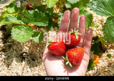 Drei große frische Erdbeeren in der ausgestreckten Hand einer Frau über einem Gemüsegarten an einem sonnigen Tag Stockfoto