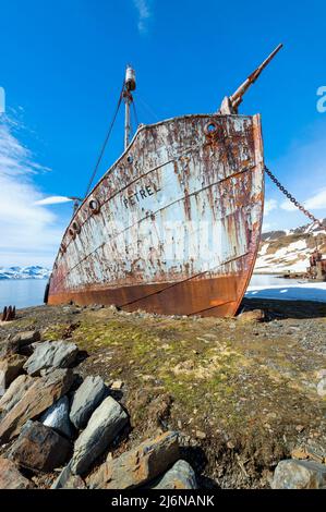 Wrack des whaler-Schiffes Petrel, ehemalige Walfangstation Grytviken, King Edward Cove, Südgeorgien, Südgeorgien und die Sandwich-Inseln, Antarktis Stockfoto