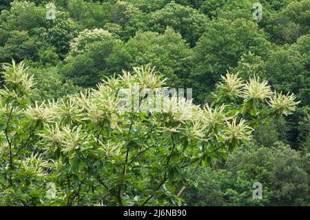 Süße Kastanie in der Blüte, Castanea sativa, Familie Fagaceae, Ardeche, Rhones Alpes, Frankreich Stockfoto