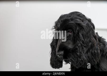 Hund, Cocker Welpe vier Monate alt Stockfoto