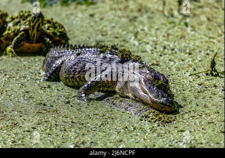 Alligator und Schildkröte in den algenbedeckten Sumpfgewässern entlang des La Chua Trails im Paynes Prarie Preserve State Park Stockfoto