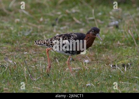 Kampfläufer, Rüschen, Calidris pugnax, Stockfoto