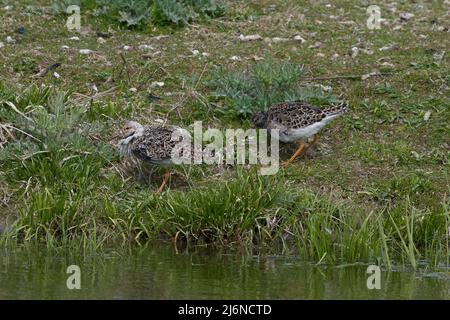 Kampfläufer, Rüschen, Calidris pugnax, Stockfoto