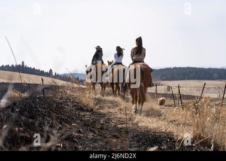 El Patio Ranch, Frontier Horses, Aso, Kumamoto Kyushu, Japan Stockfoto