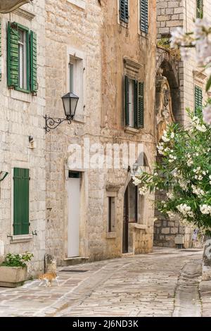 Straße der Altstadt von Kotor in Montenegro. Stockfoto