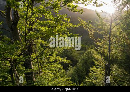 Die Morgensonne scheint in einem wunderschönen Wald in den Bergen Stockfoto