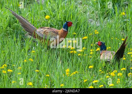 03. Mai 2022, Brandenburg, Schönefeld: Zwei männliche Fasane (Phasianus colchicus) streiten sich auf einer Wiese mit gelb blühenden Dandelionenblumen um das Territorium. Foto: Patrick Pleul/dpa Stockfoto