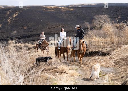 El Patio Ranch, Frontier Horses, Aso, Kumamoto Kyushu, Japan Stockfoto