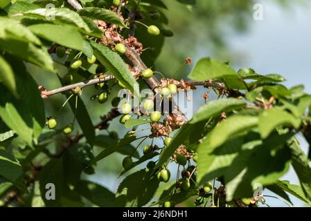 Fruchtknospen von süßen Kirschen. Kleine grüne Kirschen auf Ästen mit grünen Blättern. Stockfoto