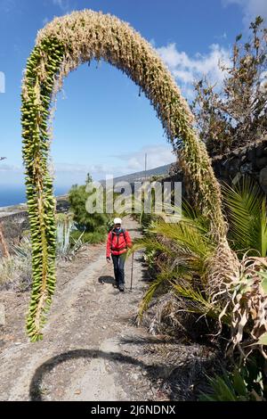 Frau Wandert Den Camino Real. Im Vordergrund Eine Schwanenhals-Agave, die über den Pfad gebogen ist. Blauer Himmel. La Palma La Punta Kanarische Inseln Spanien Stockfoto