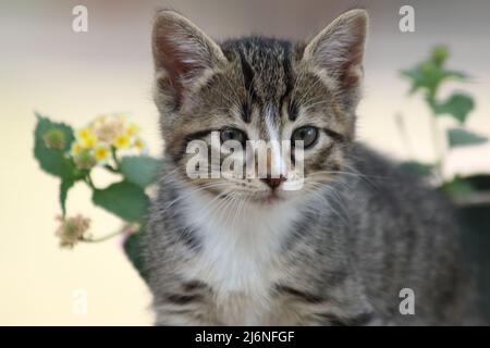 Junges Tabby-Kätzchen mit weißer Brust in der Nähe gelber und weißer Blumen im natürlichen Außenlicht. Schöne Kätzchen im Frühling Stockfoto
