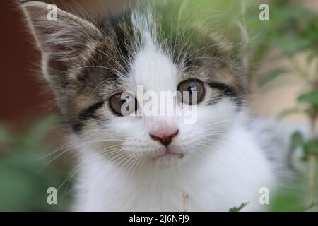 Nahaufnahme eines jungen Tabbykätzchens mit grünen Augen in einem Garten. Niedliches Kätzchen im Frühling, das die Natur erforscht. Stockfoto