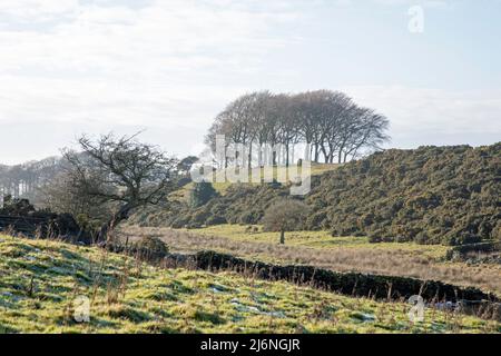 Lyme Handley in der Nähe von West Parkgate Lyme Park Chephire England Stockfoto