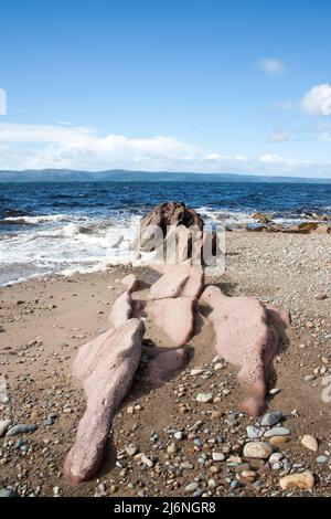 Kiesstrand und kleine Felsvorsprüngen Machrie Bay mit Blick auf Kilbrannan Sound Isle of Arran North Ayrshire Schottland Stockfoto