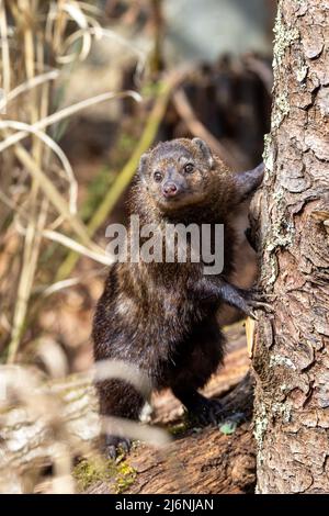 Adulte gemeine Cusimanse, crossarcgus obscurus, auch bekannt als die langnasige Kusimanse, eine Zwergmungose, die in Wäldern südlich der sahara gefunden wird. Stockfoto