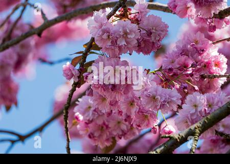 Nahaufnahme des Astes einer rosa blühenden japanischen Kirsche Stockfoto