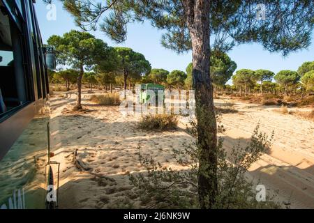 Ein Geländewagen fährt an einem sonnigen Tag auf dem Sand einer kargen Umgebung mit ein paar Pinien. Foto von einem anderen 4x4 LKW während einer Safari im Donana Nationalpark in Andalusien, Spanien Stockfoto
