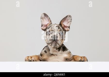 Portrait von schönen reinrassen Hund, Französisch Bulldogge Welpen posiert, Blick auf Kamera isoliert über grauen Studio-Hintergrund Stockfoto