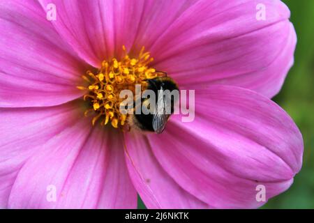 Bienen sammeln Nektar von einer rosa afrikanischen Gänseblümchen Stockfoto