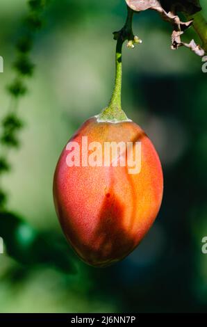 Zweig mit Baumtomate mit Schatten in der Tomate reflektiert. Solanum betaceum. Speicherplatz kopieren. Stockfoto