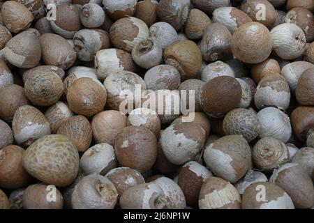 Seitenansicht von geschälten Areca-Nüssen oder Betel-Nüssen (Areca catechu) Stockfoto