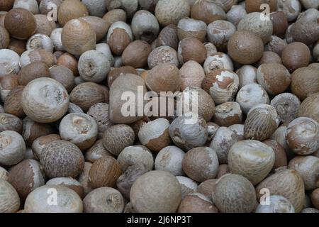 Seitenansicht von geschälten Areca-Nüssen oder Betel-Nüssen (Areca catechu) Stockfoto