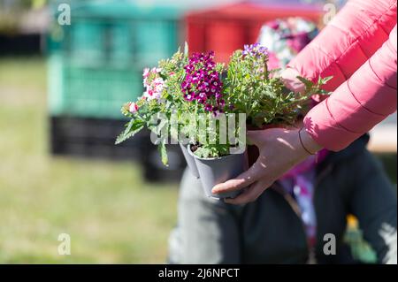 Frühling Setzling Markt- Frau hält Blumentöpfe Pflanzen Stockfoto