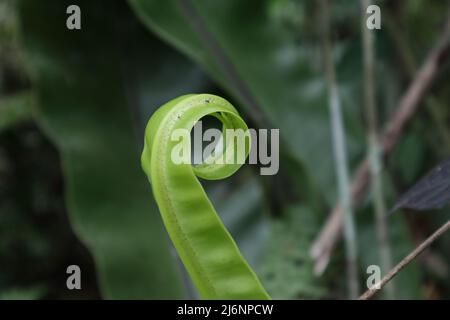 Ein gebogenes großes Vogelnest Farnblatt (Asplenium nidus), das aus dem Spiralstadium freigesetzt wird Stockfoto