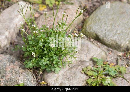 Behaartes Schaumkraut, in den Fugen zwischen Pflastersteinen, Ruderal-Schaumkraut, Gartenschaumkraut, Viermänniges Schaumkraut, Vielständer-Schaumkraut Stockfoto