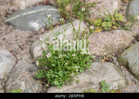 Behaartes Schaumkraut, in den Fugen zwischen Pflastersteinen, Ruderal-Schaumkraut, Gartenschaumkraut, Viermänniges Schaumkraut, Vielständer-Schaumkraut Stockfoto